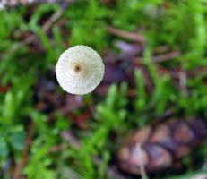 The top of the cap shows a small brown low umbo.
